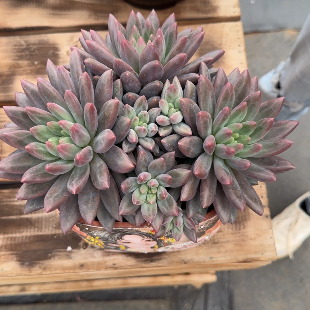 红蜻蜓多肉植物多肉