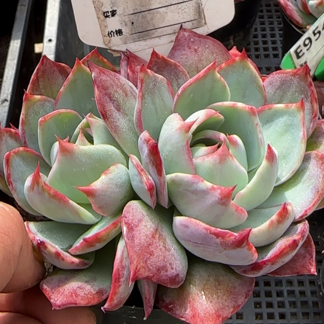 惊鸿一物一拍包装收缩花旱763