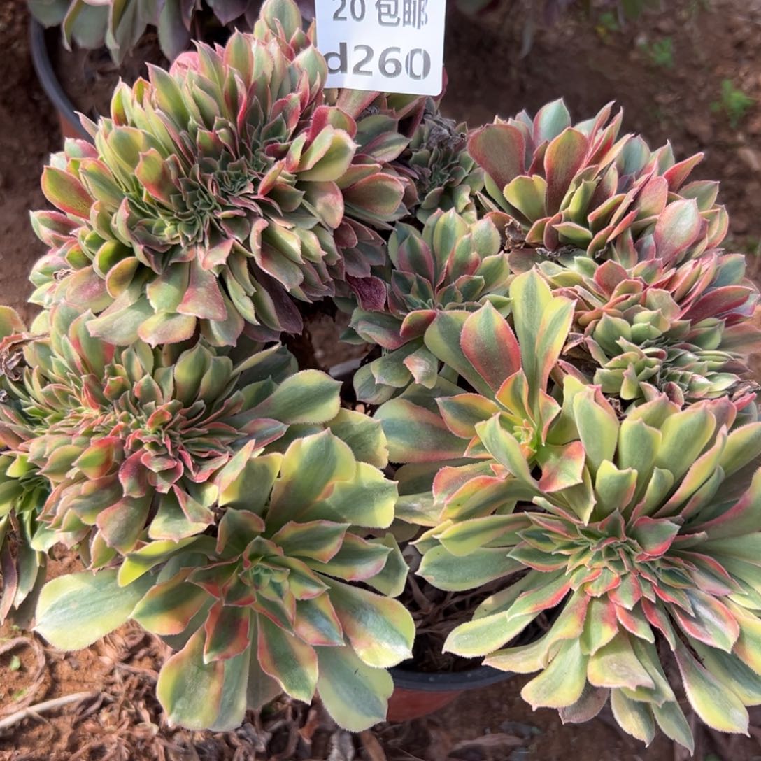 260红秀缀，多肉法师