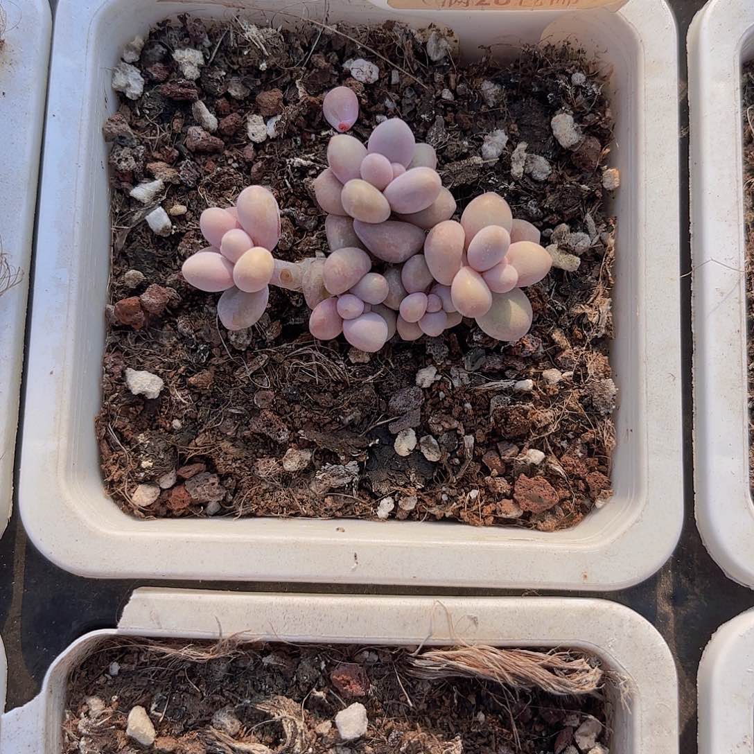 C863奶酪一物语拍