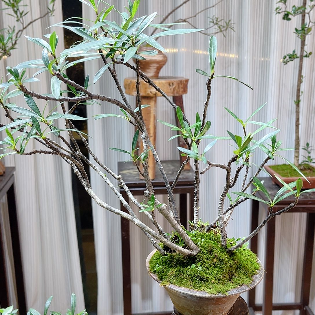 呵***呵无花朵254789655896698885