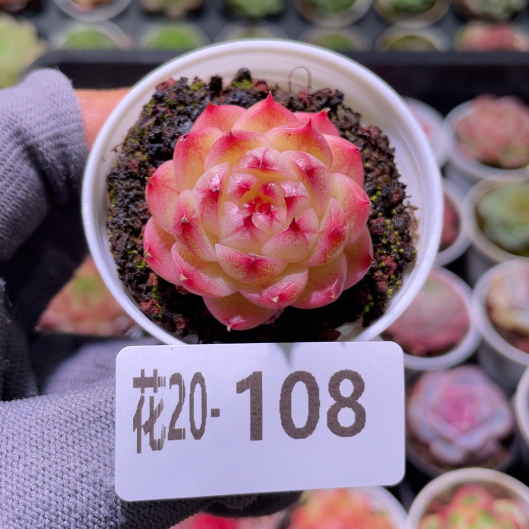 花利美20-108麦秆