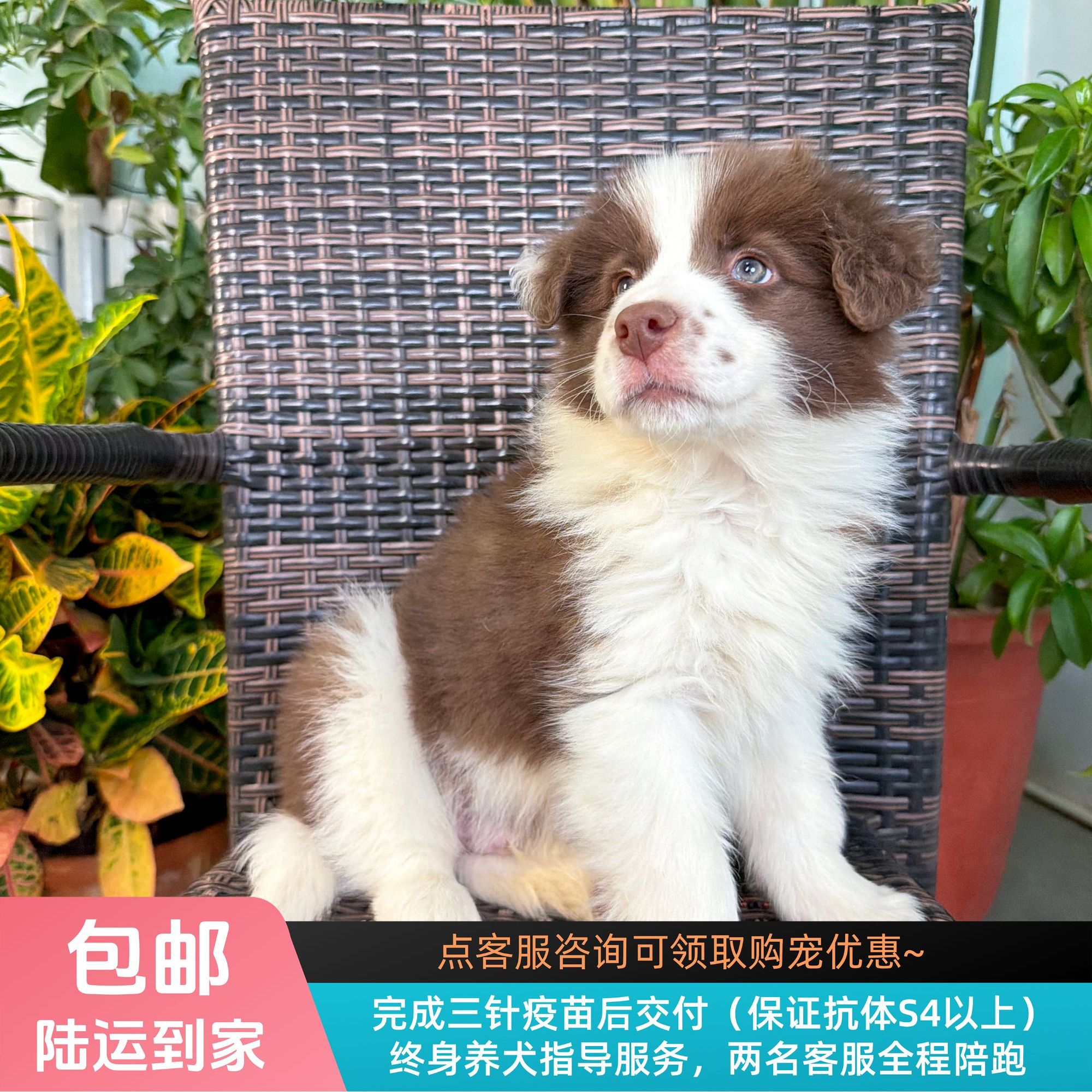 果酱-咖啡色边牧弟弟纯种小狗边境牧羊犬宠物幼犬
