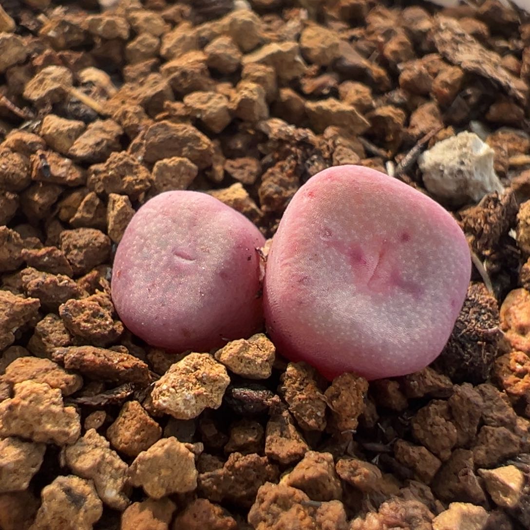 258多肉植物种类多样