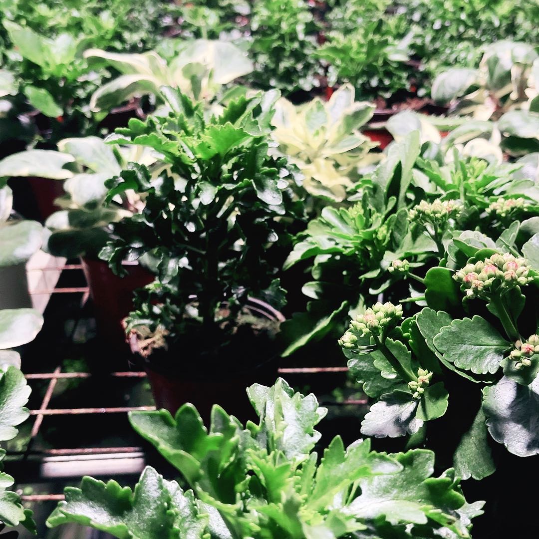 春***青完全开放奇异橙青稞