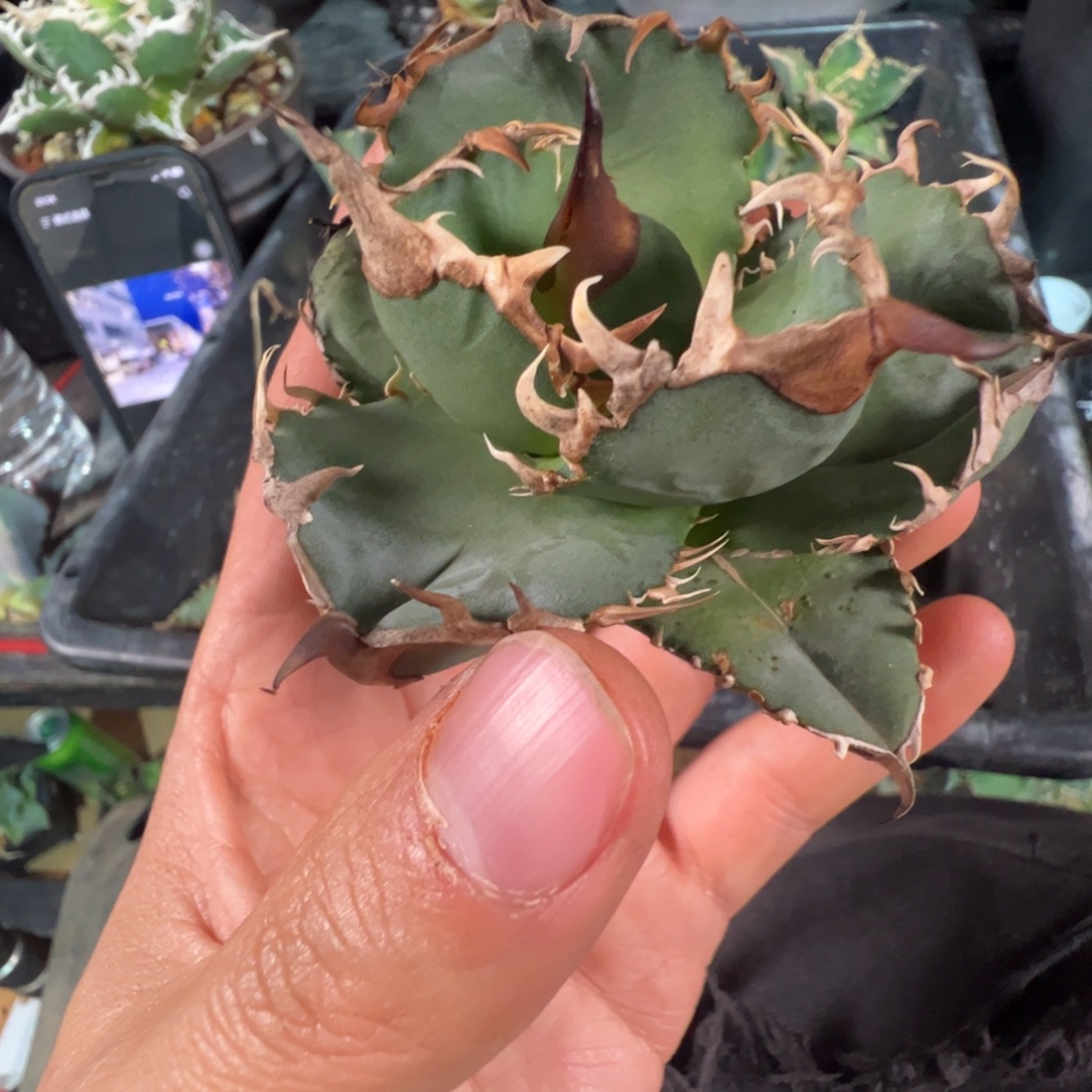 极光大大大大大大甲