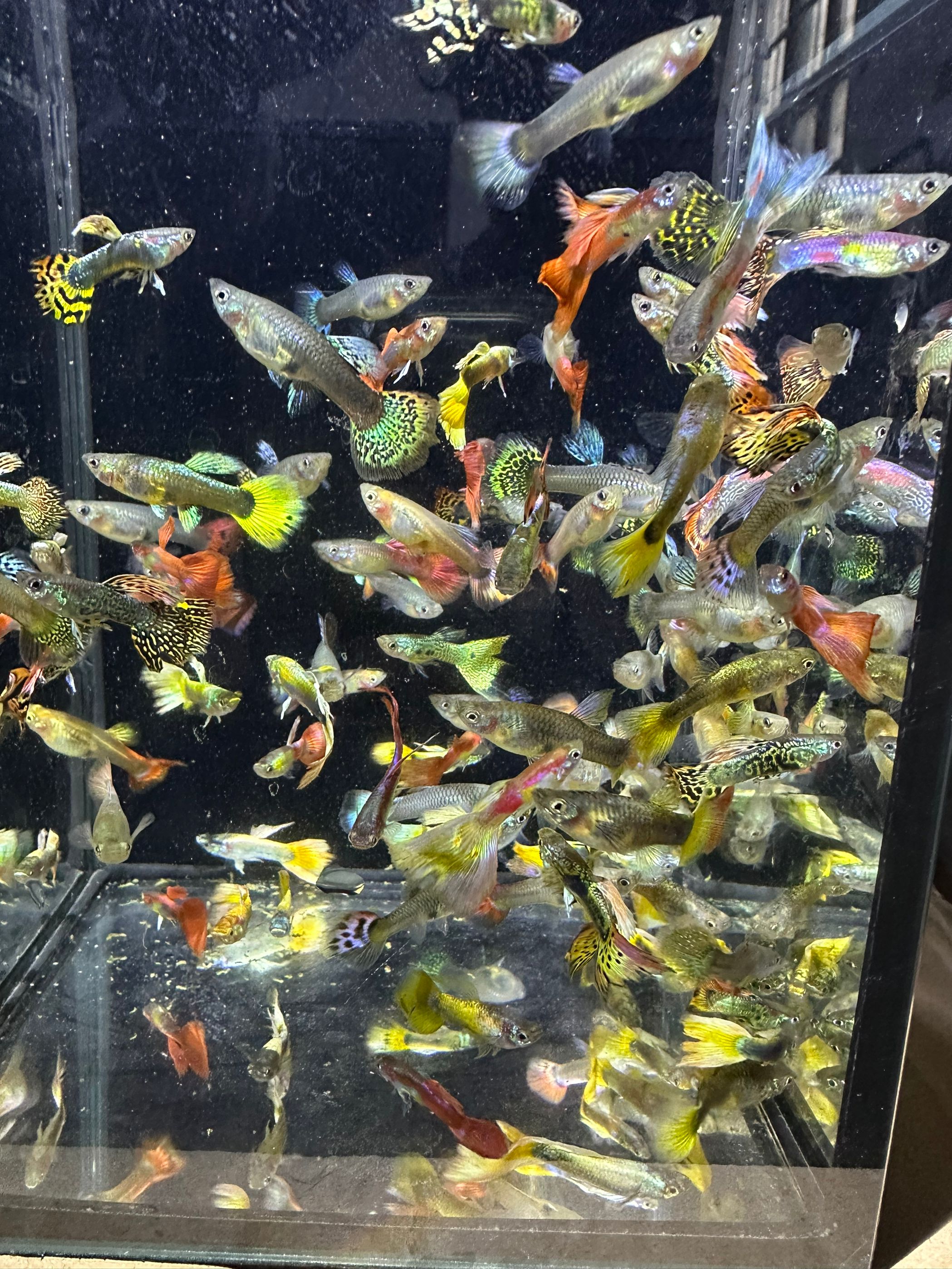 五彩混搭孔雀鱼2 - 3厘米热带观赏鱼好养耐活繁殖