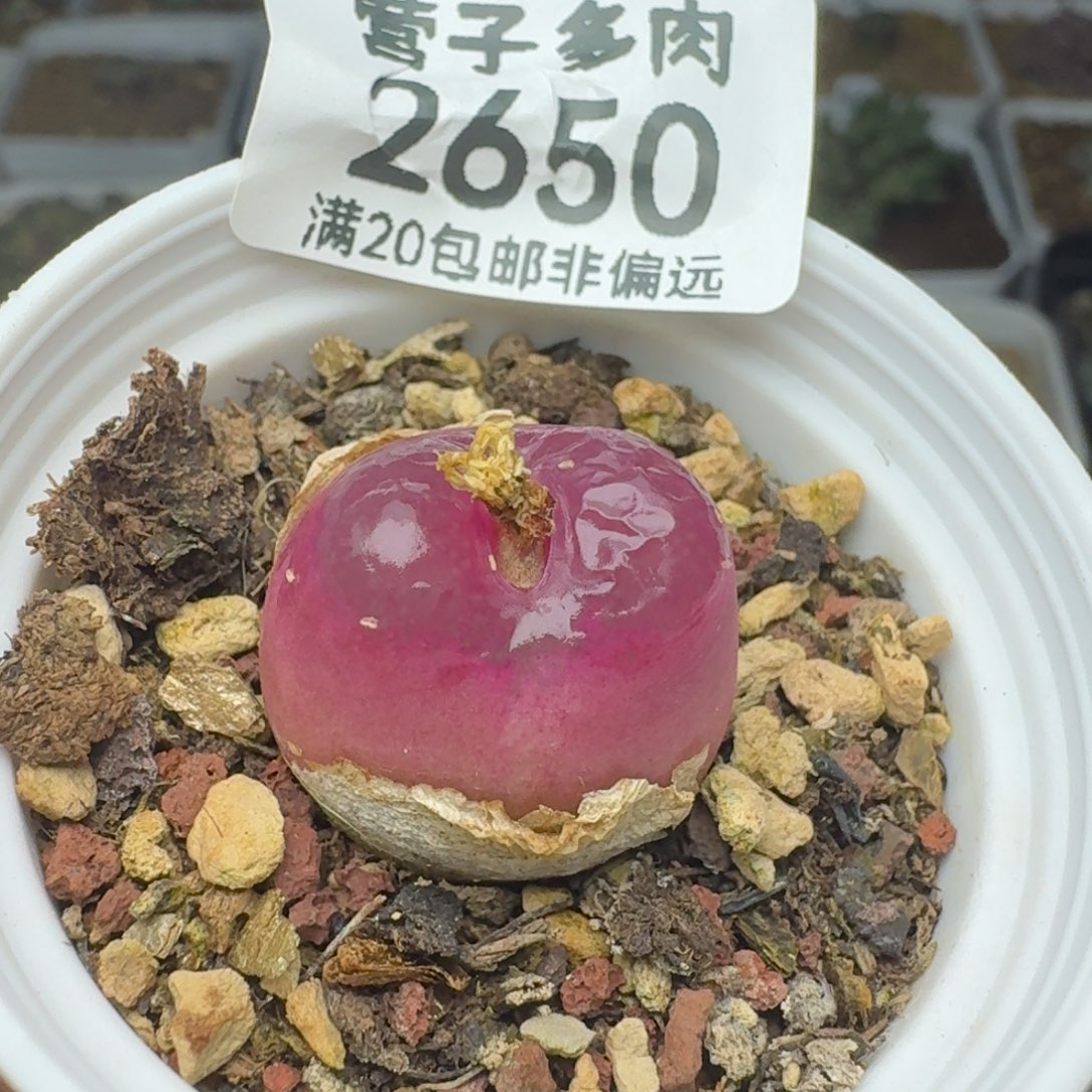 一***皮带盆土                