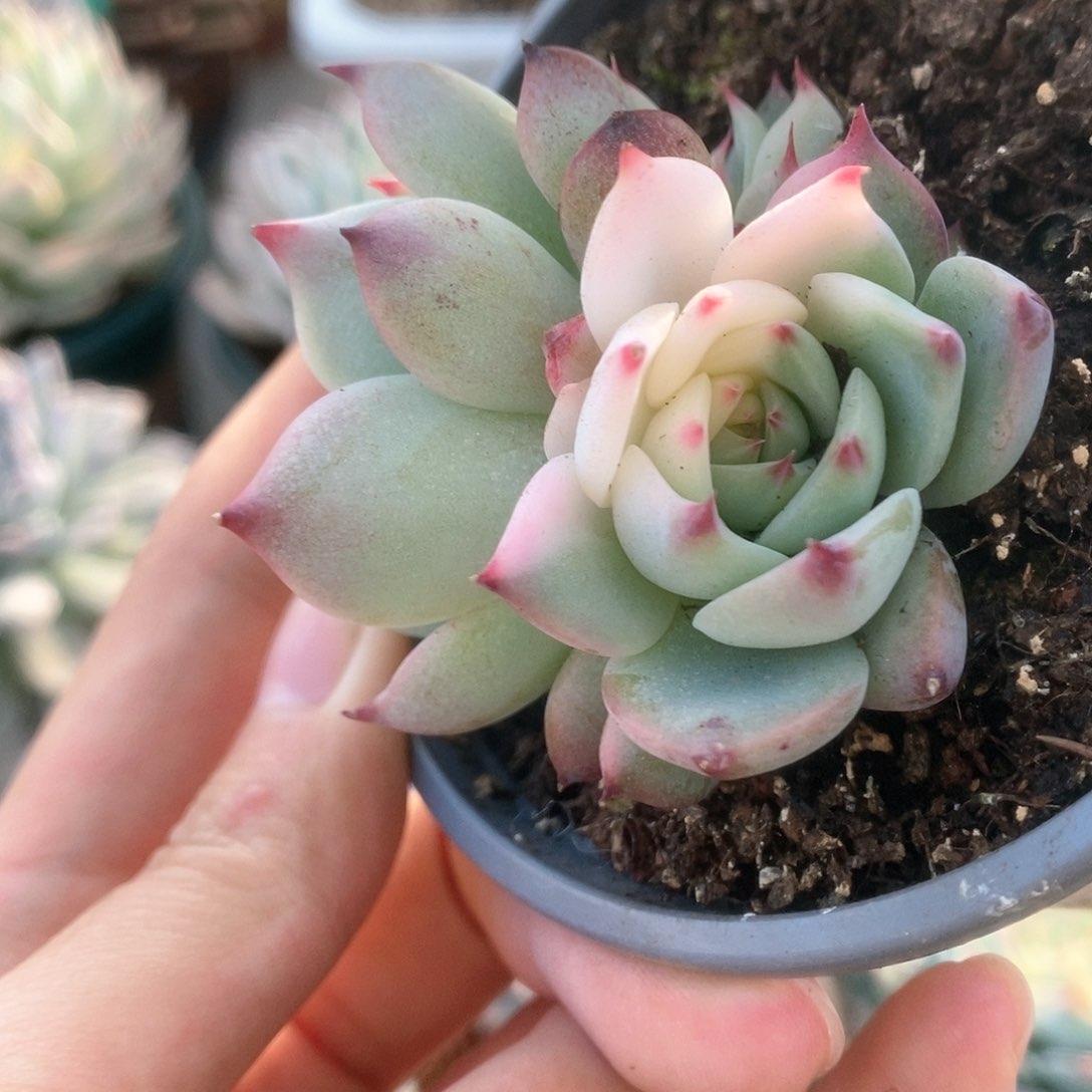 097锦锦锦锦锦锦