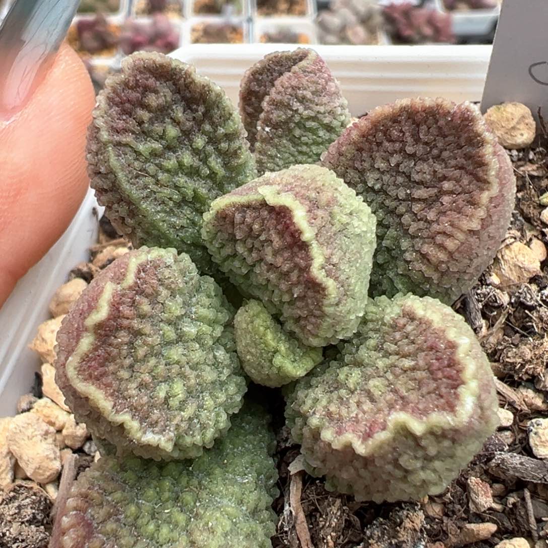 024-9332实生新品多肉植物水泡