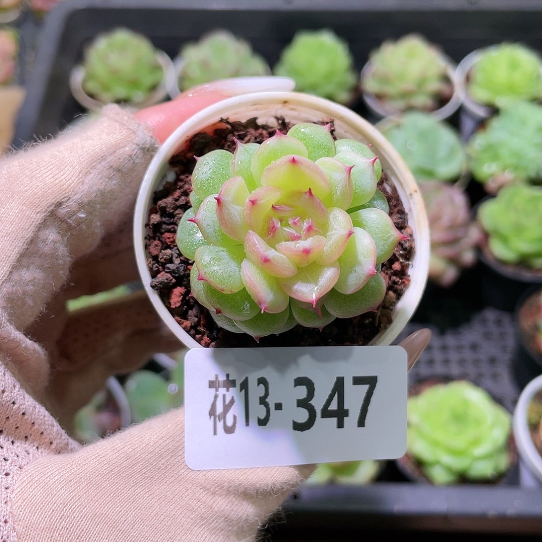 花利美13-347新品