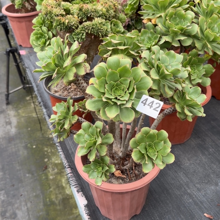 迷***茫多肉植物君美丽442