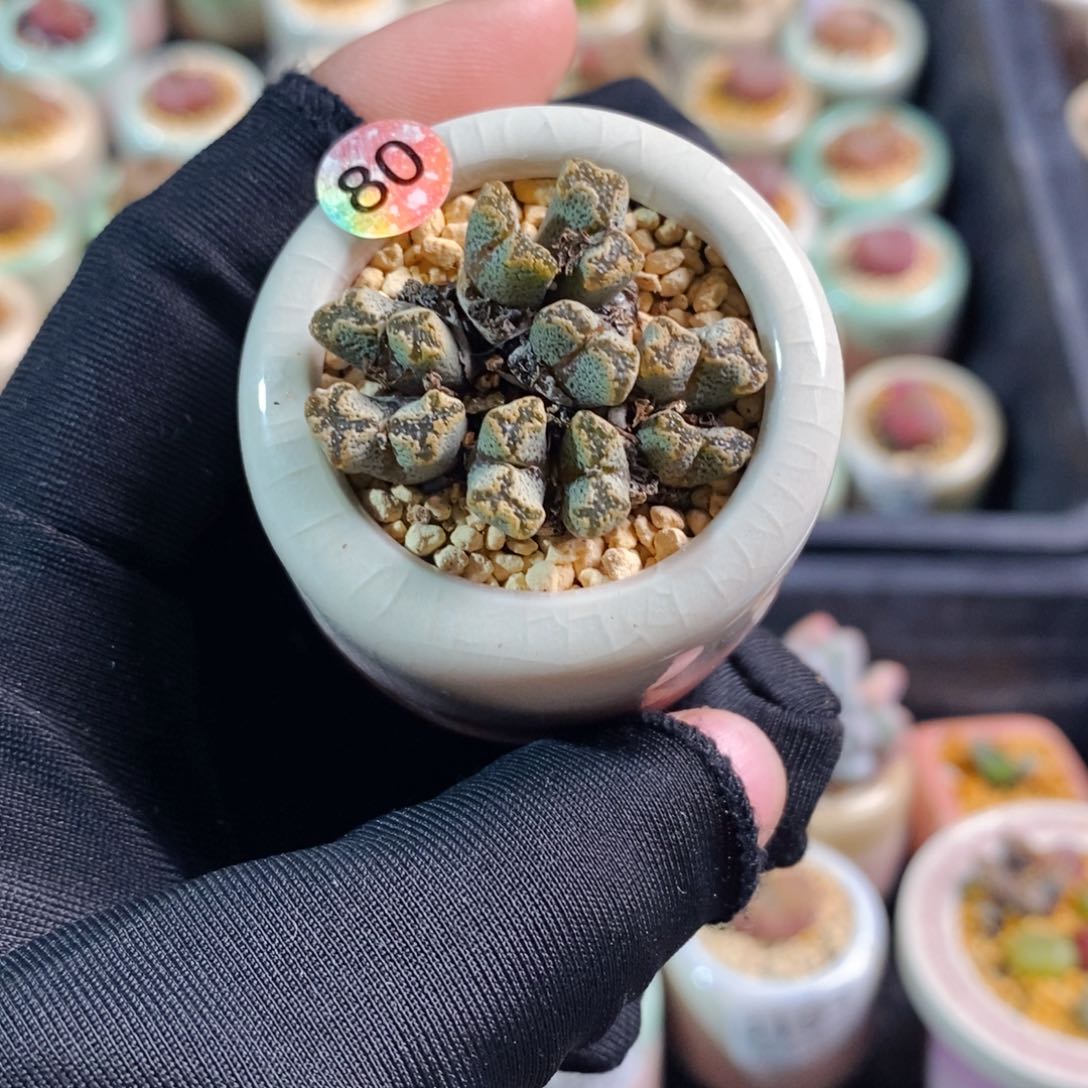 3196-一物一拍 带盆 