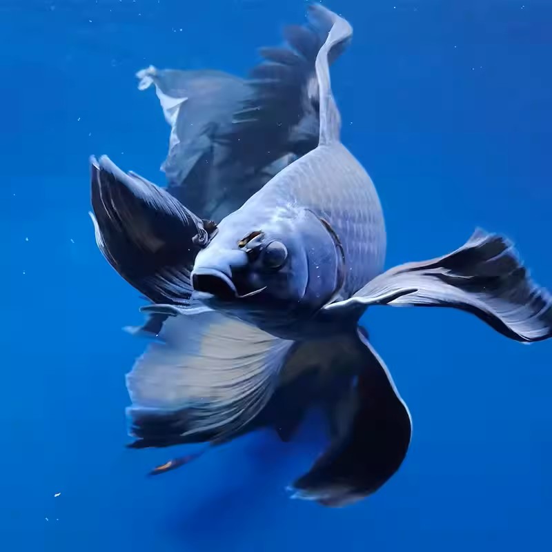 精品渔场13-15墨蝶蝴蝶鲤鱼好养混养蝴蝶鲤观赏鱼