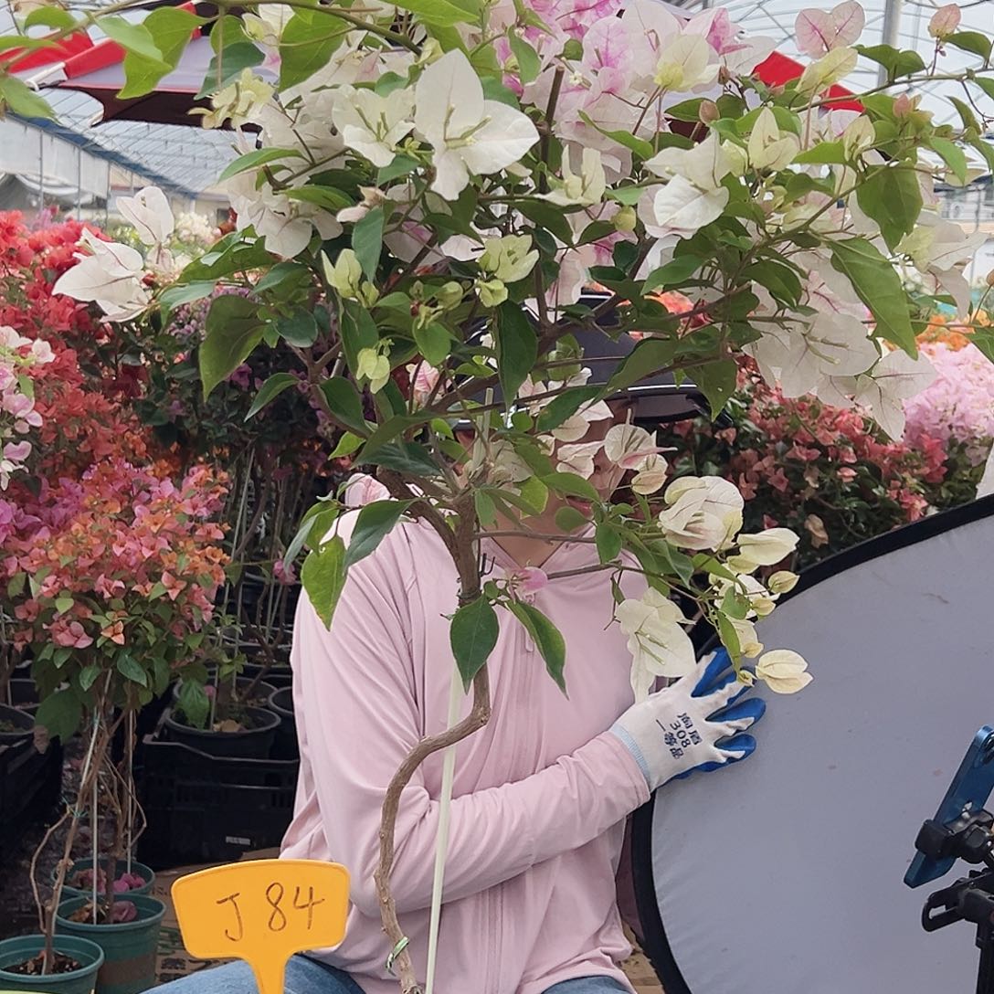 @***茶大部分花苞少量开放J84章红樱