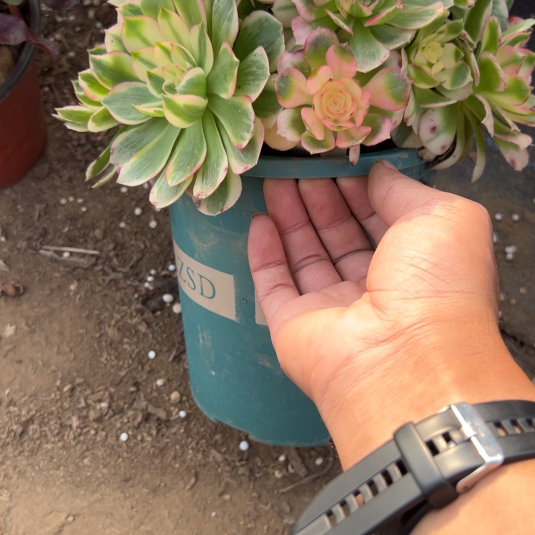 484海王多肉植物法师多肉