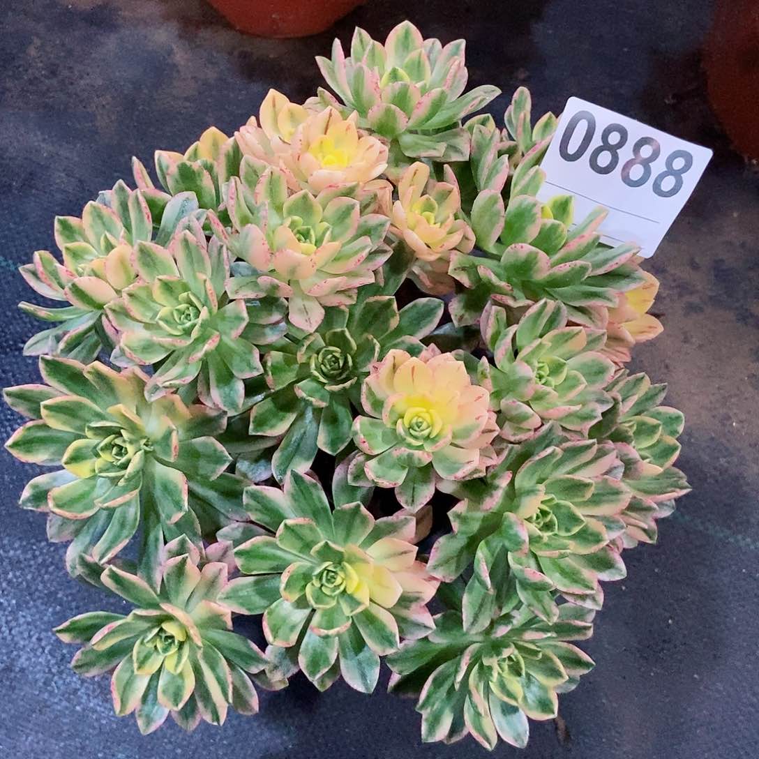 红陶褔*0888甜茶4多肉