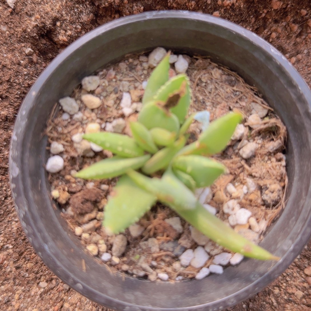 十***时块根植物块根植物