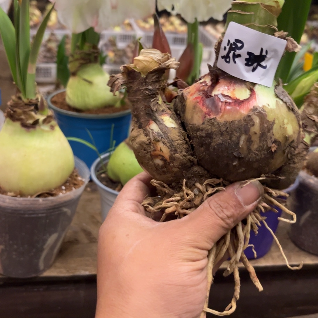 安***7混球盲盒朱顶红裸球