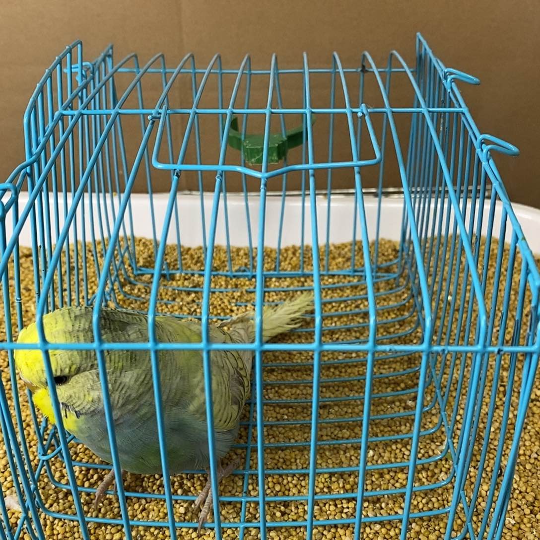 虎皮鹦鹉大头虎皮