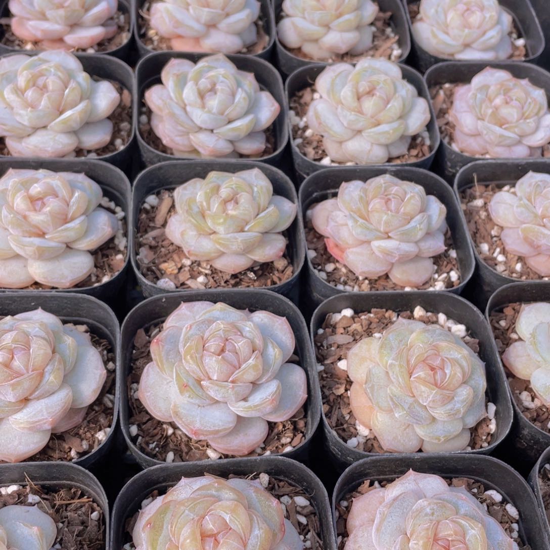 量拍20号 糖心白兰地单头一个