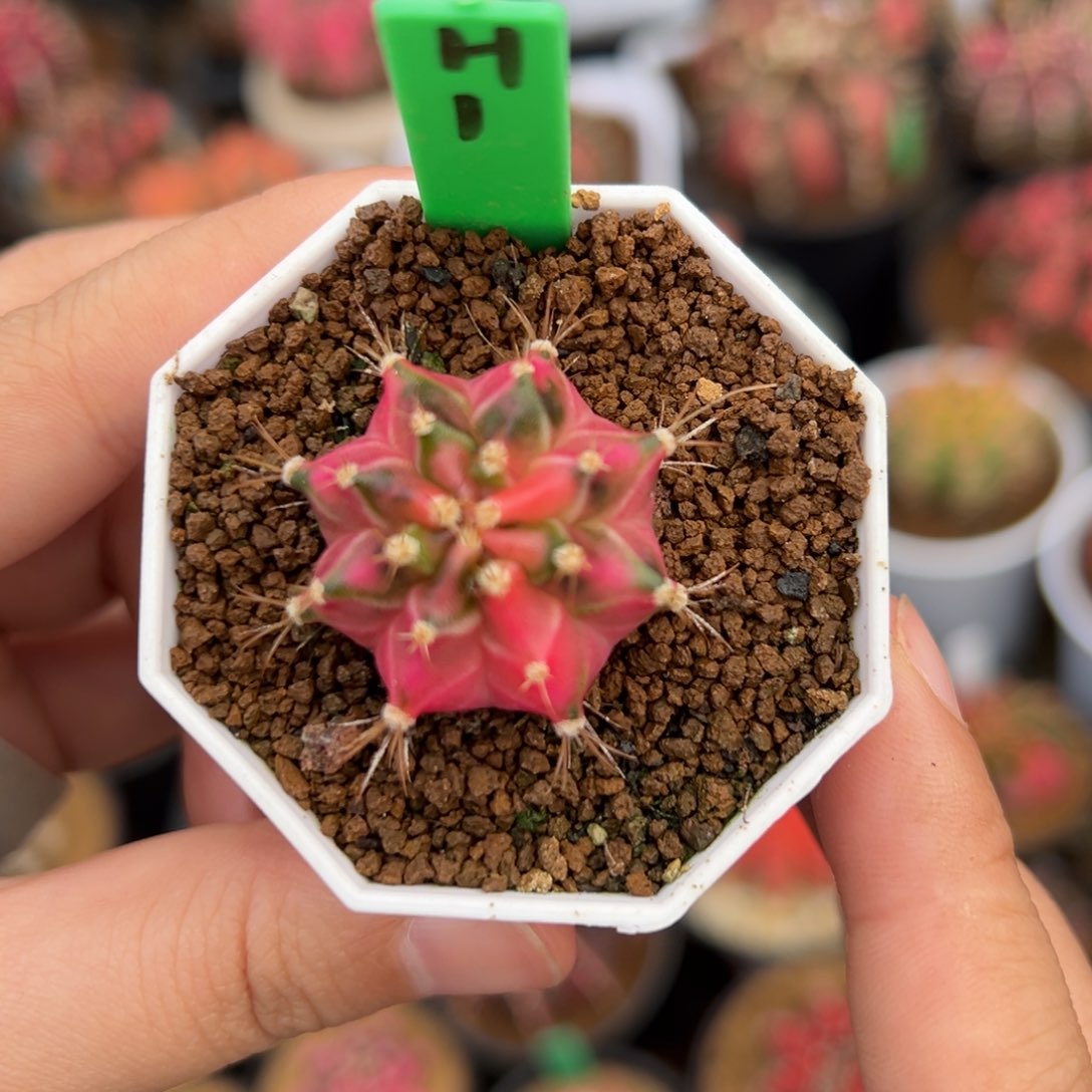 泰系侧芽米哈锦H1