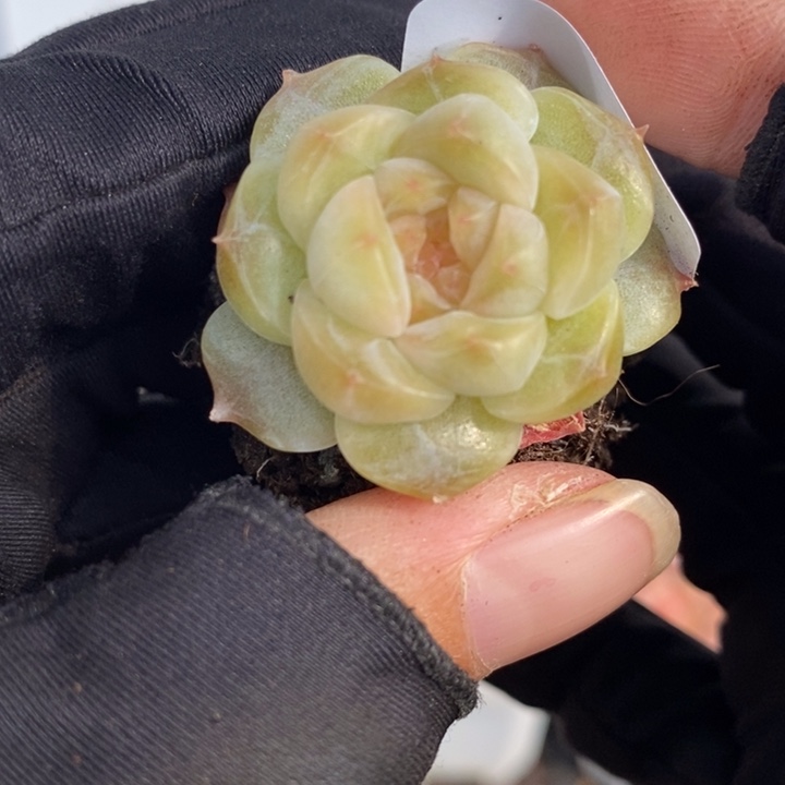 1227-557，黄心魄多肉