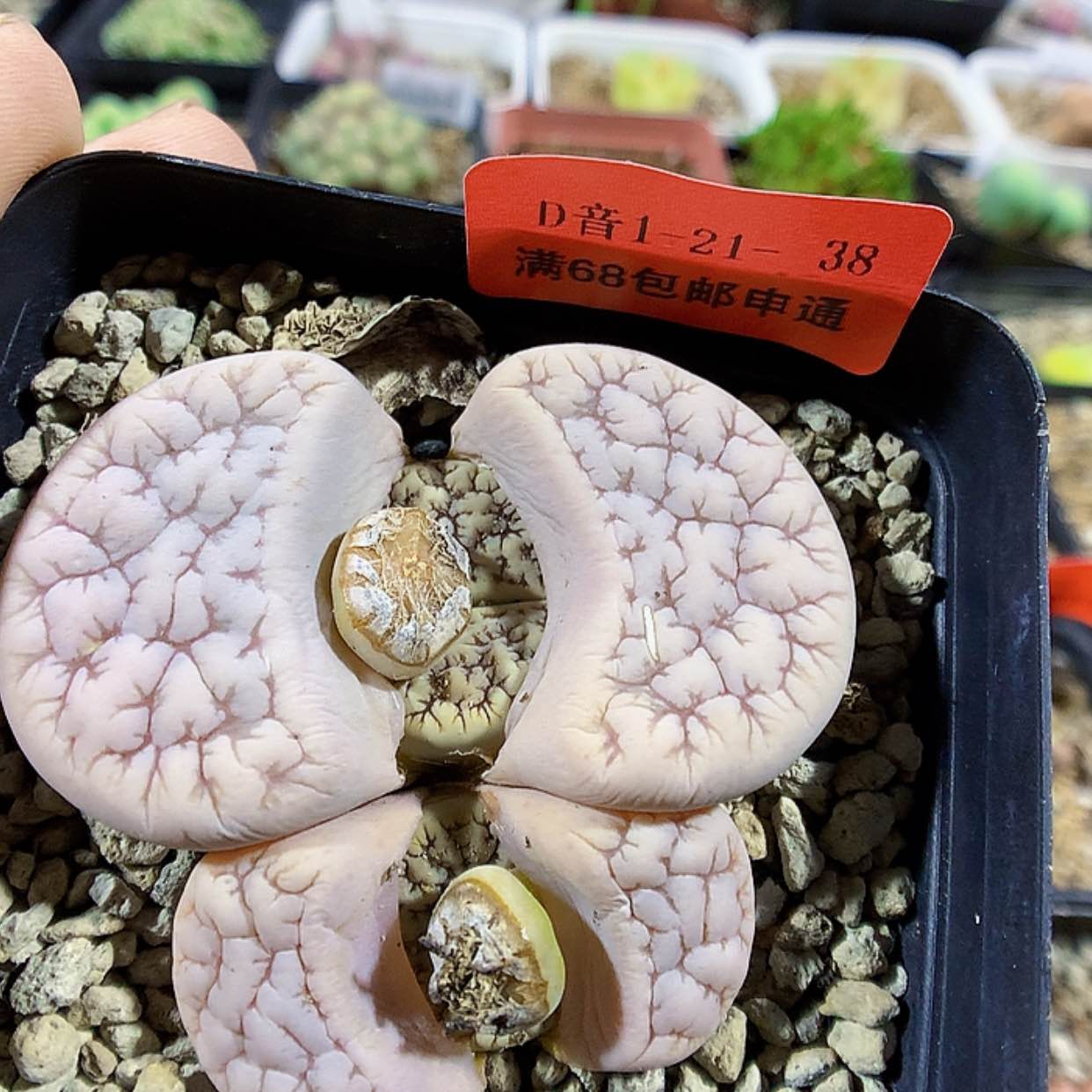 【闪购商品】1-21-38 荒玉一颗特200