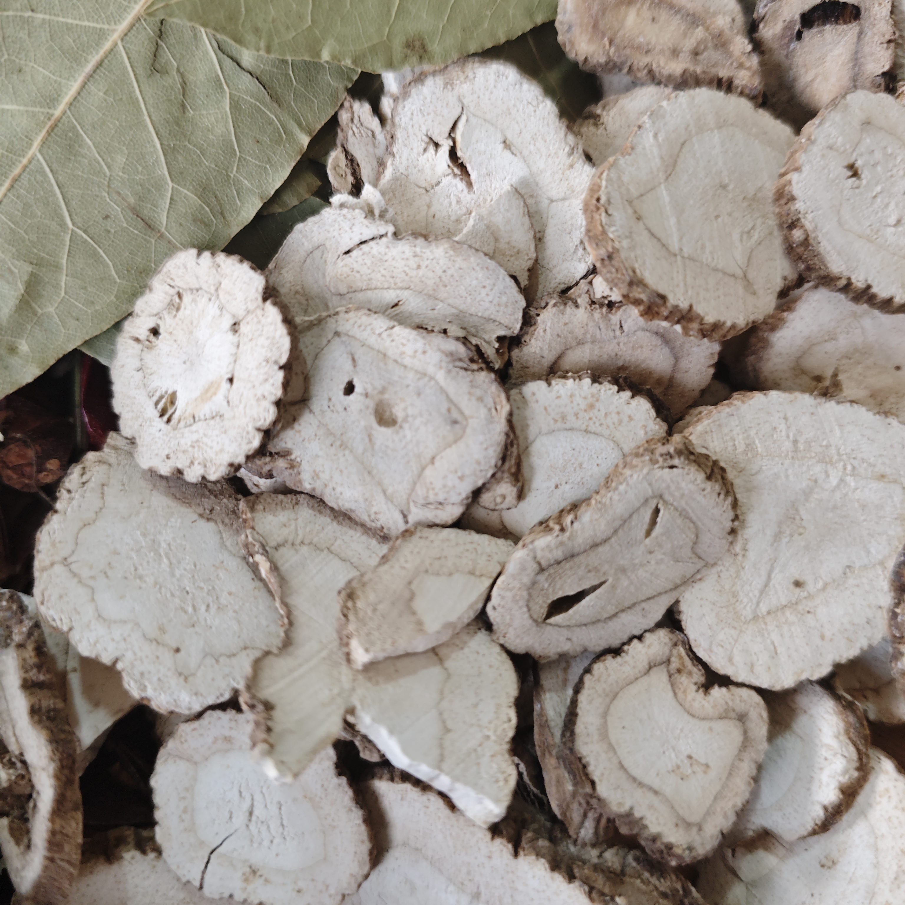 【馆长推荐】白芷香料
