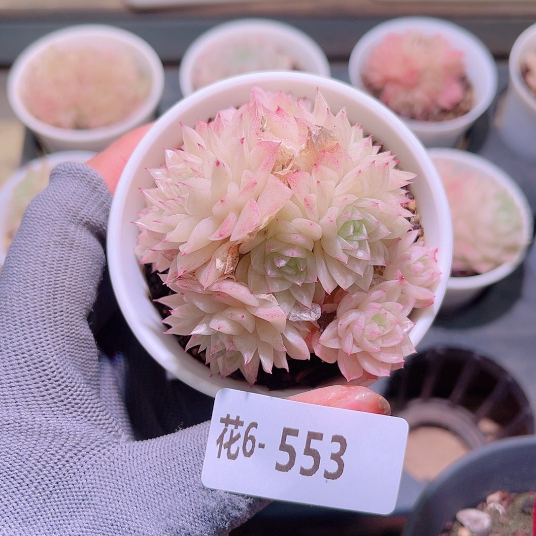 花06-533麦秆群生