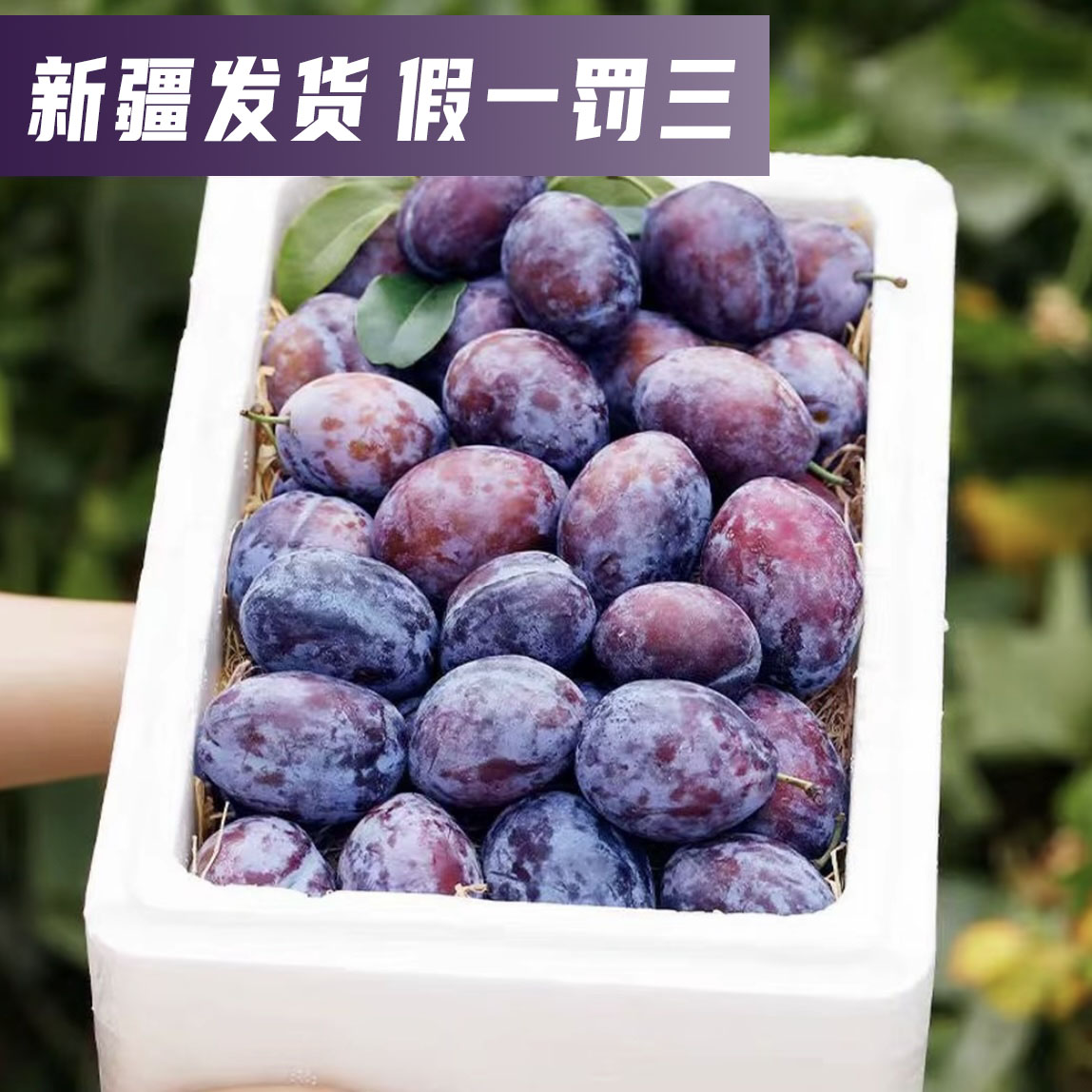 正宗新疆西梅【产地直发】新鲜应季水果多汁【顺丰京东冷链送货上门】