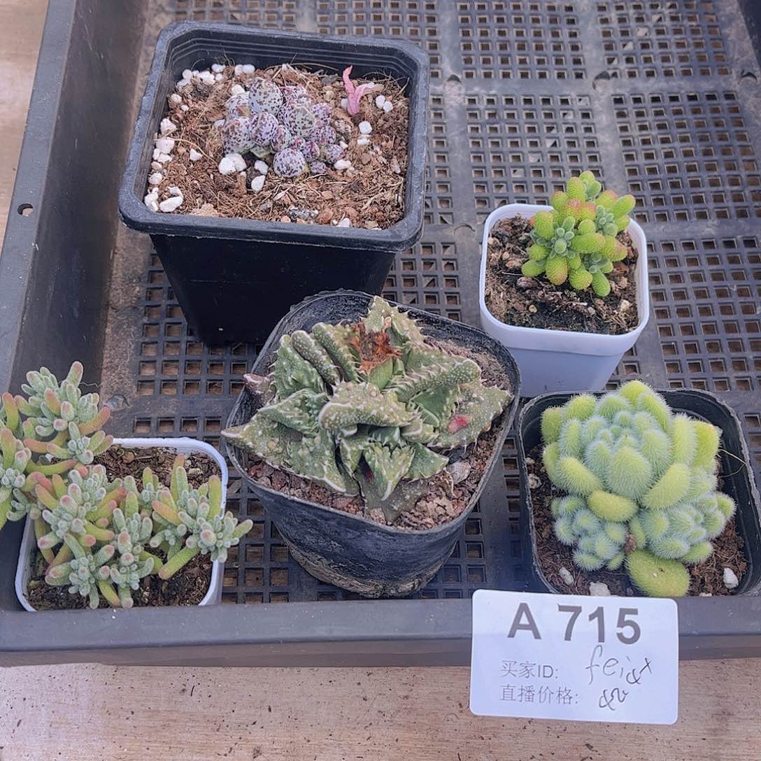 多肉715多肉植物