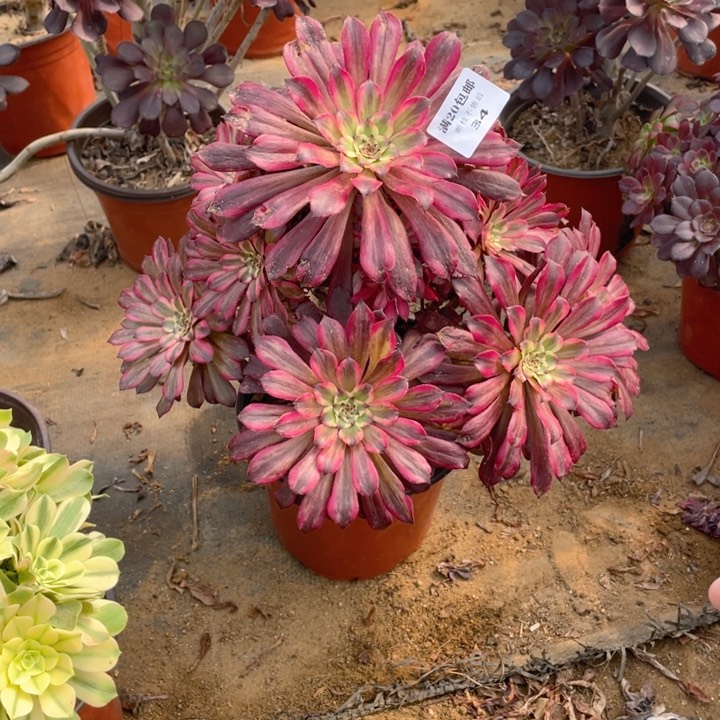 34黑天鹅法师多肉断枝不售后