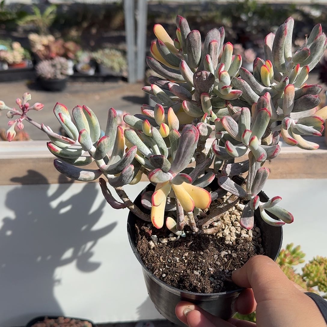 棒耶度娘锦大号多肉