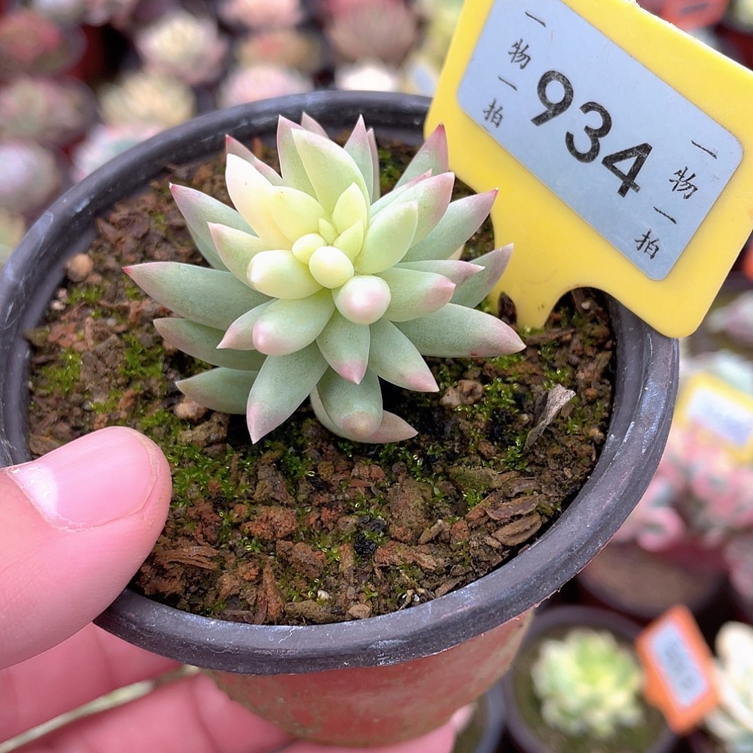 树冰锦934号多肉植物