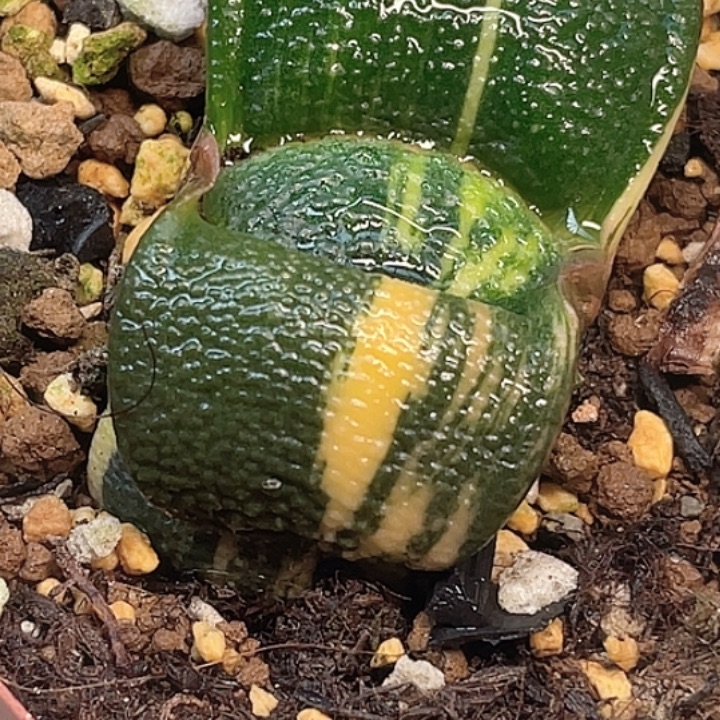 卧牛锦一物一拍2号