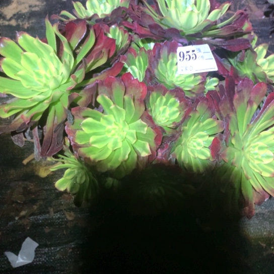 多肉植物舞天姬955