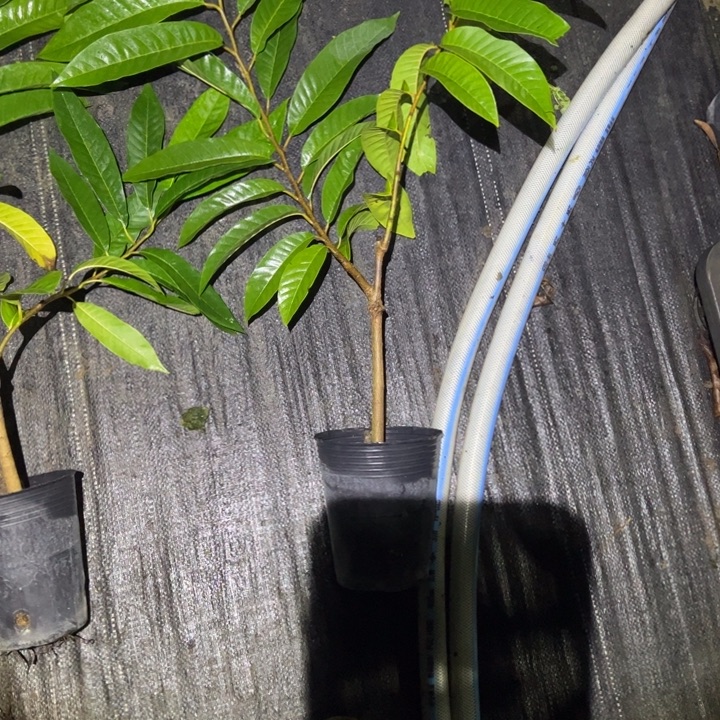 用***5金钻凤梨479858976877