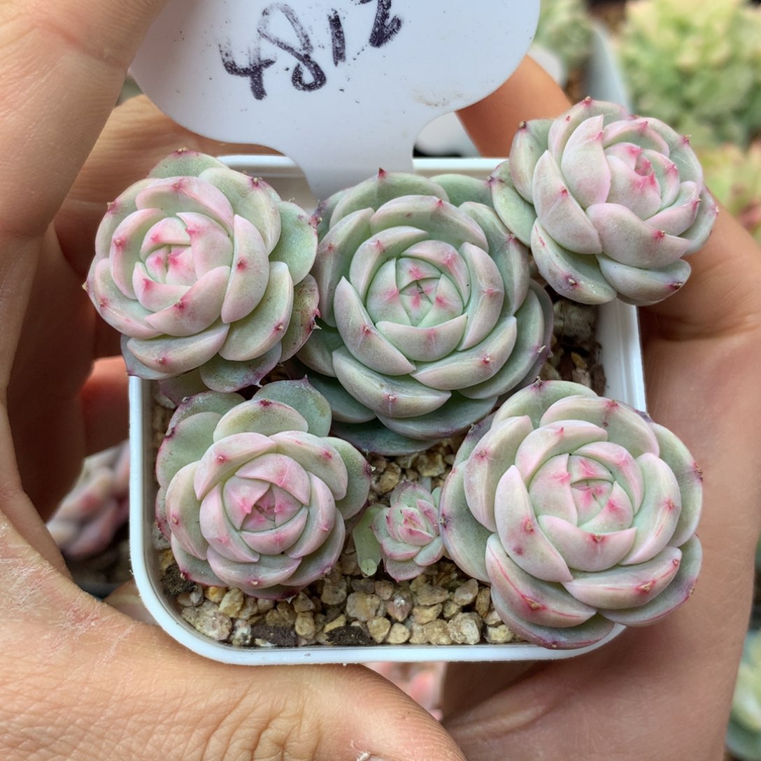 白芷珍妮5头群4812