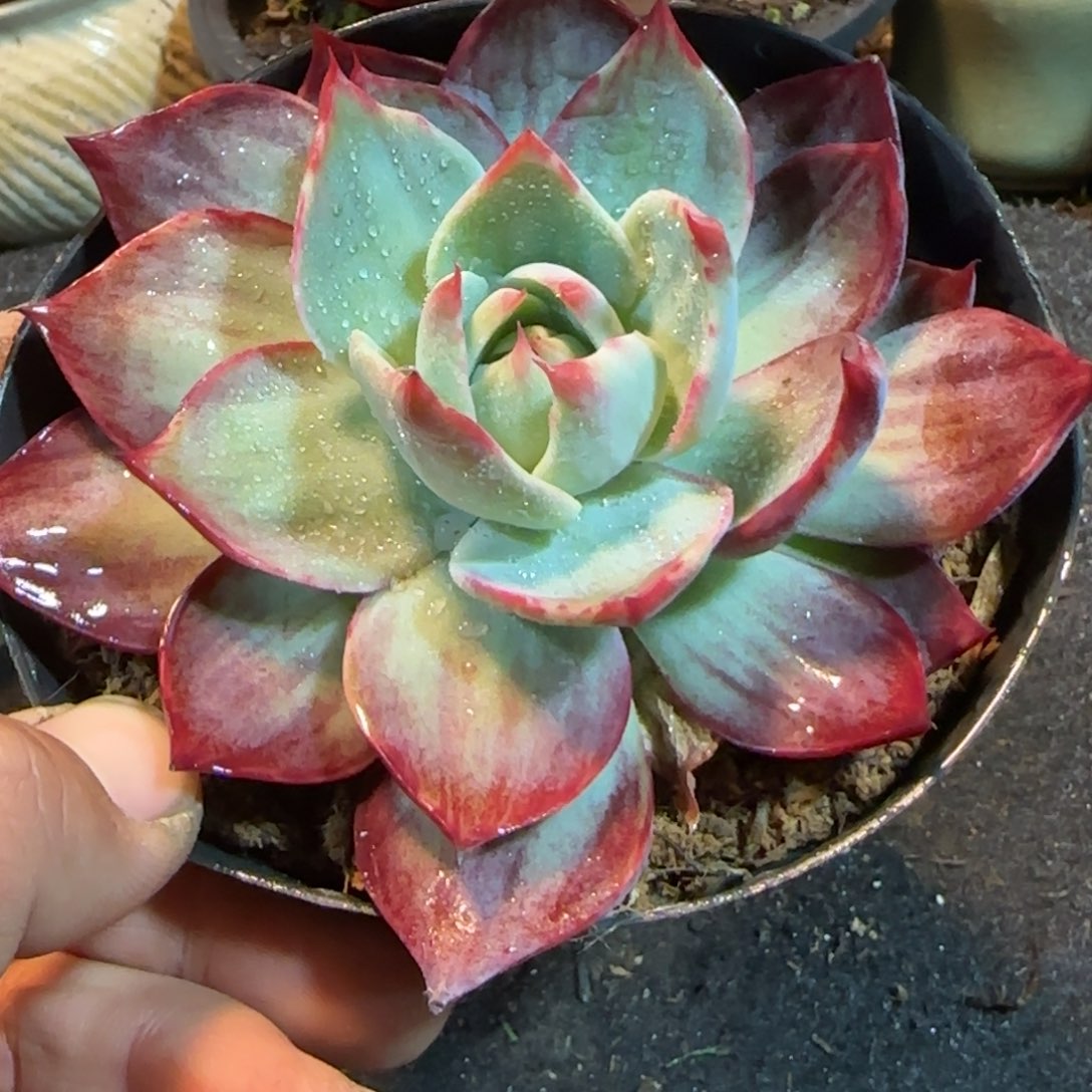 惊鸿一物一拍包装收缩花旱723