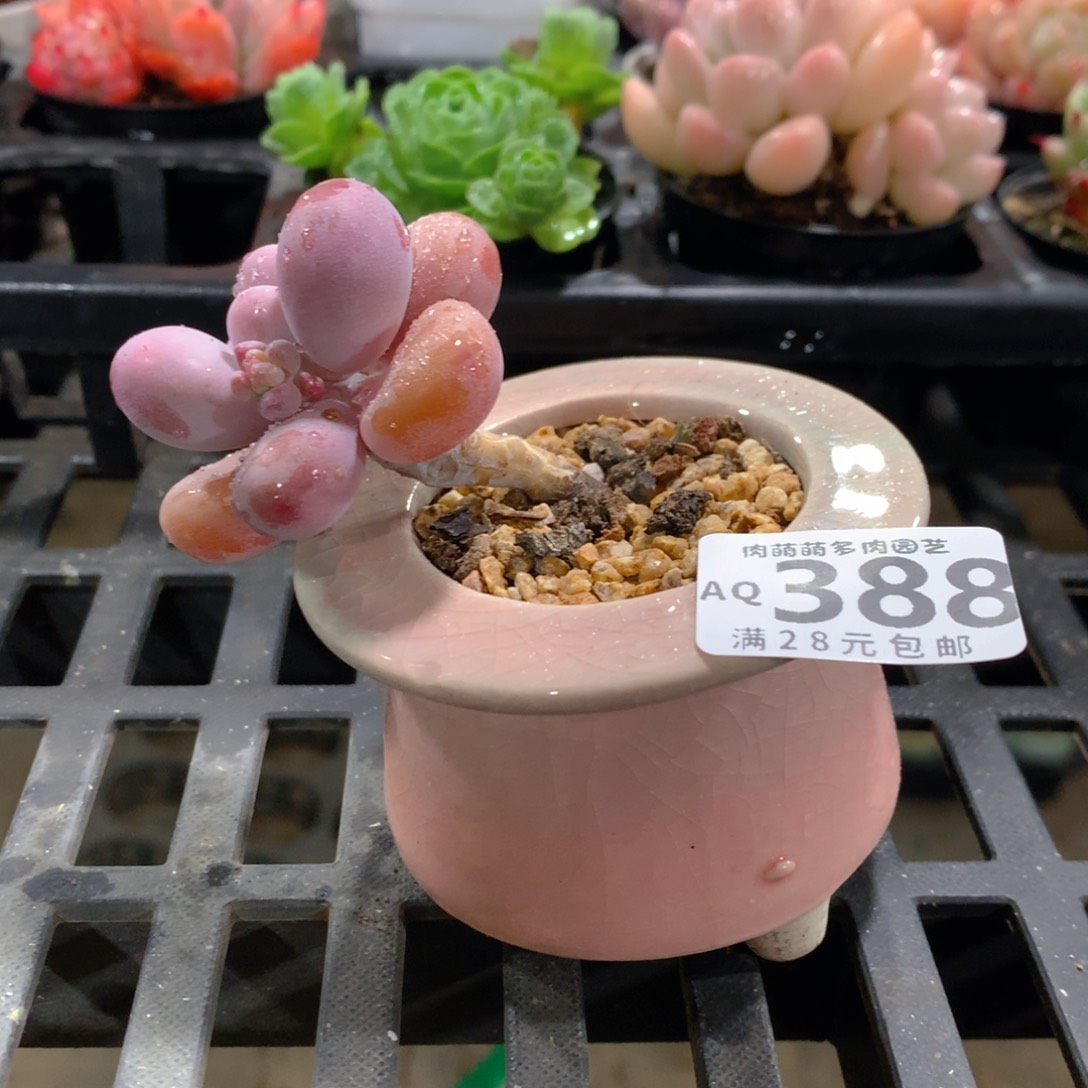 肉萌萌5cm拇指盆多肉AQ388