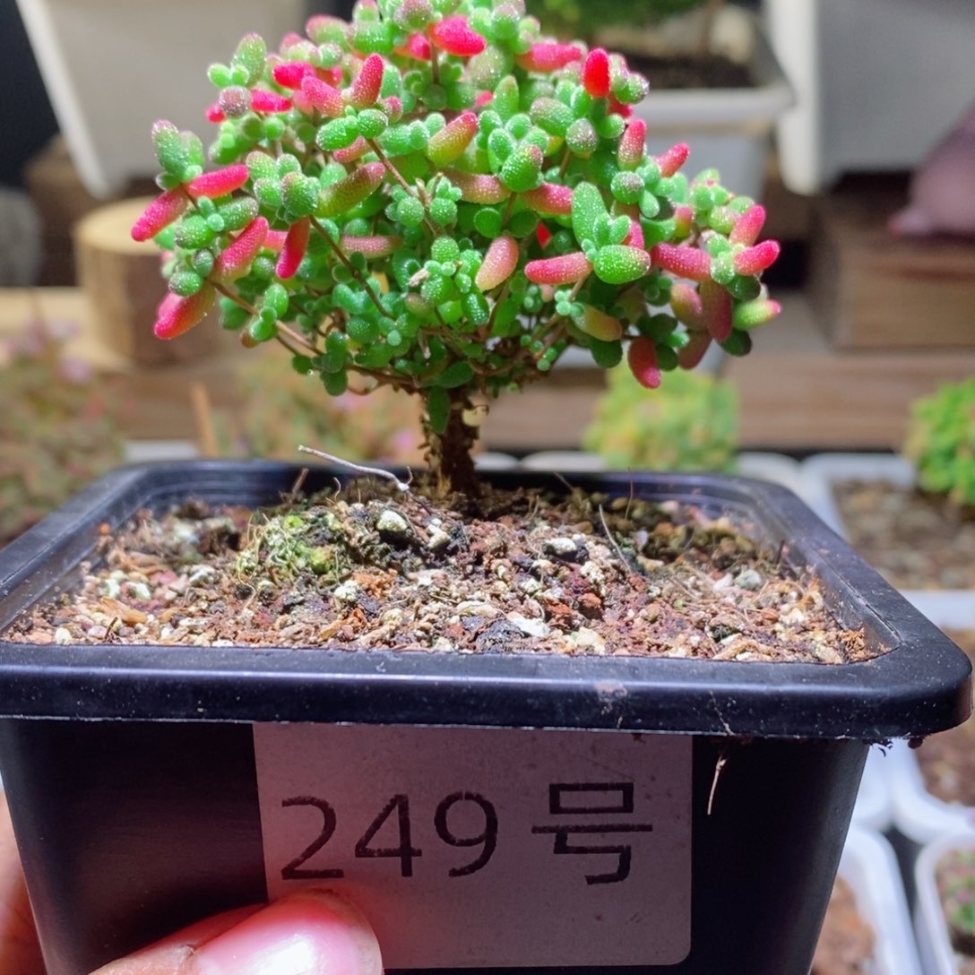 蜜橘带盆土发货一物一拍