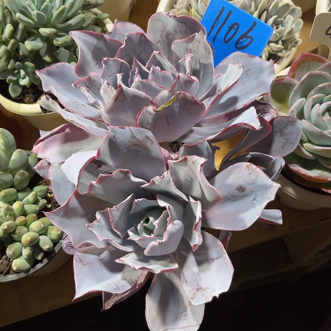 幸***的0000000000000000001106