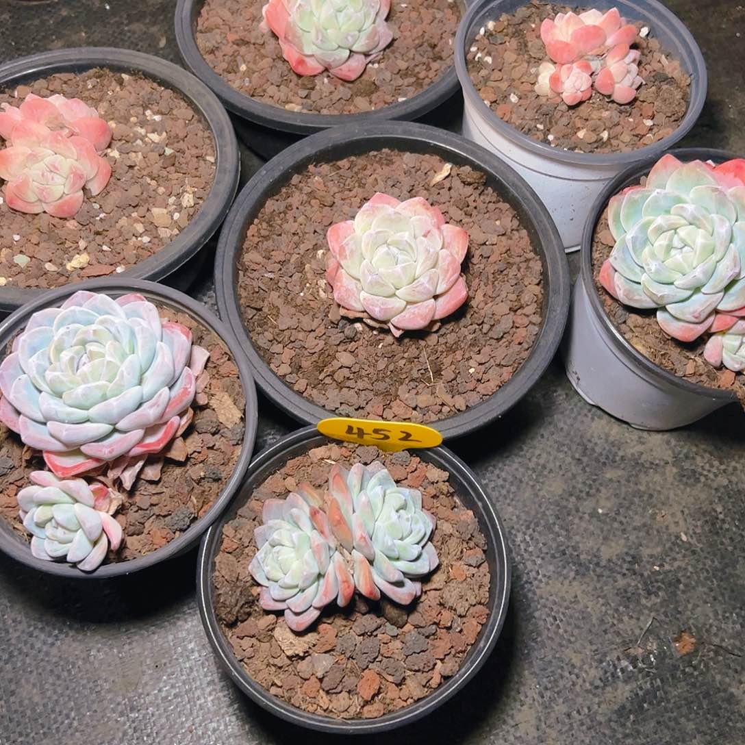 冰玉七颗452号（不包整）