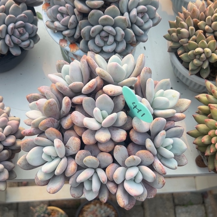 雨***石多肉植物一物一拍