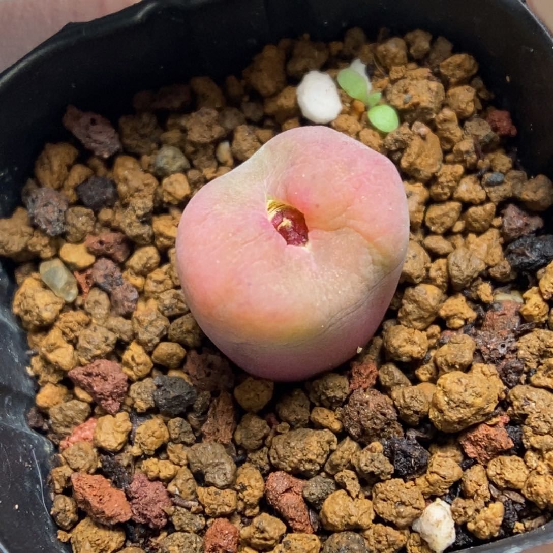 多肉植物肉锥杂交K-029 