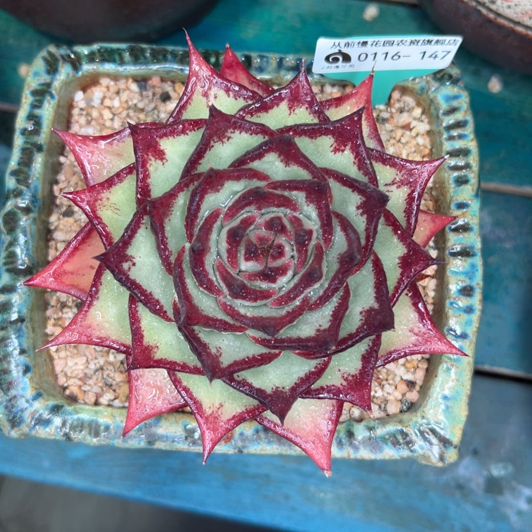 多肉一物一拍0116-147