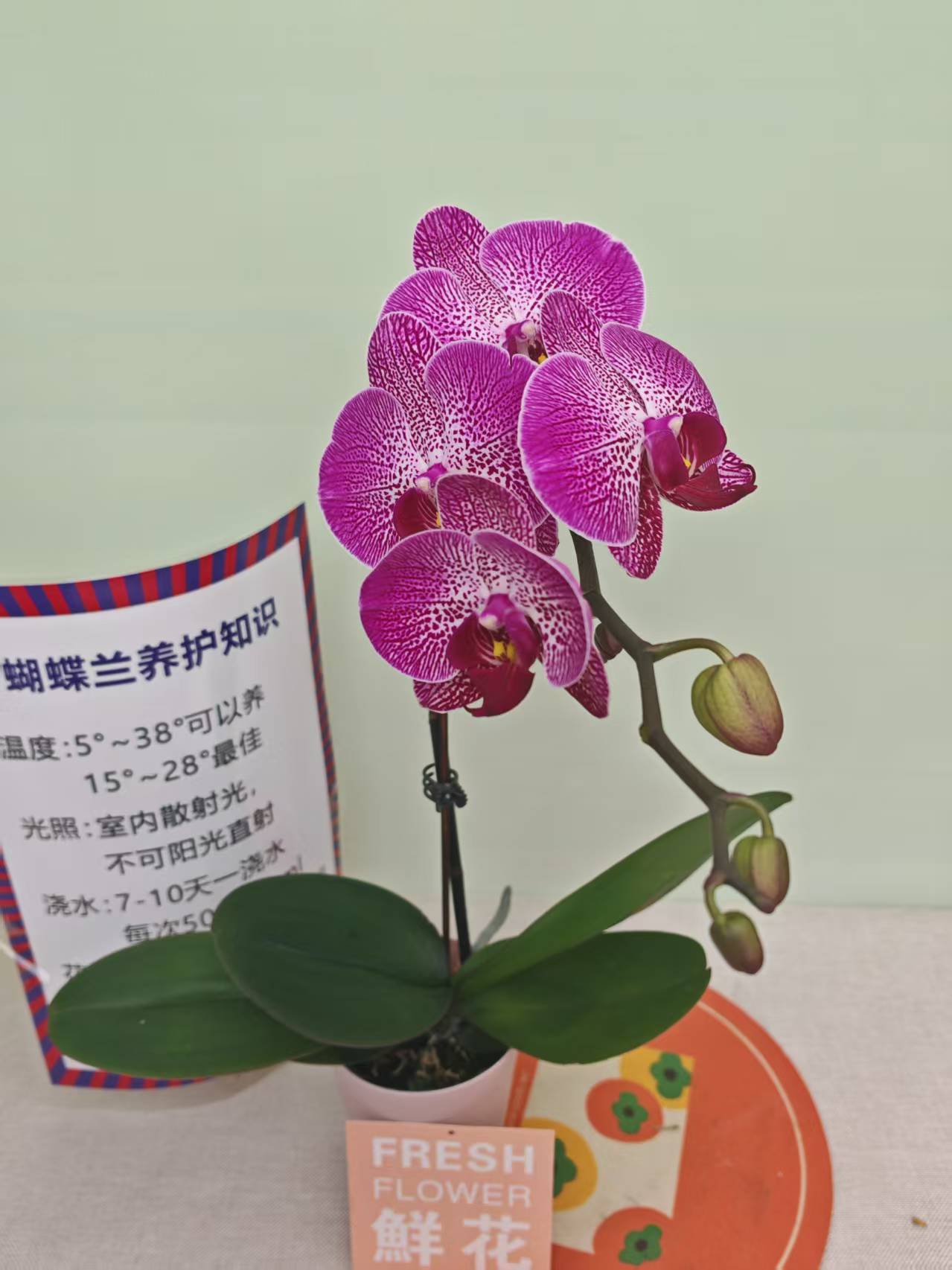 【星光】蝴蝶兰 紫色大花型 四季花 室内花精品 源头基地直