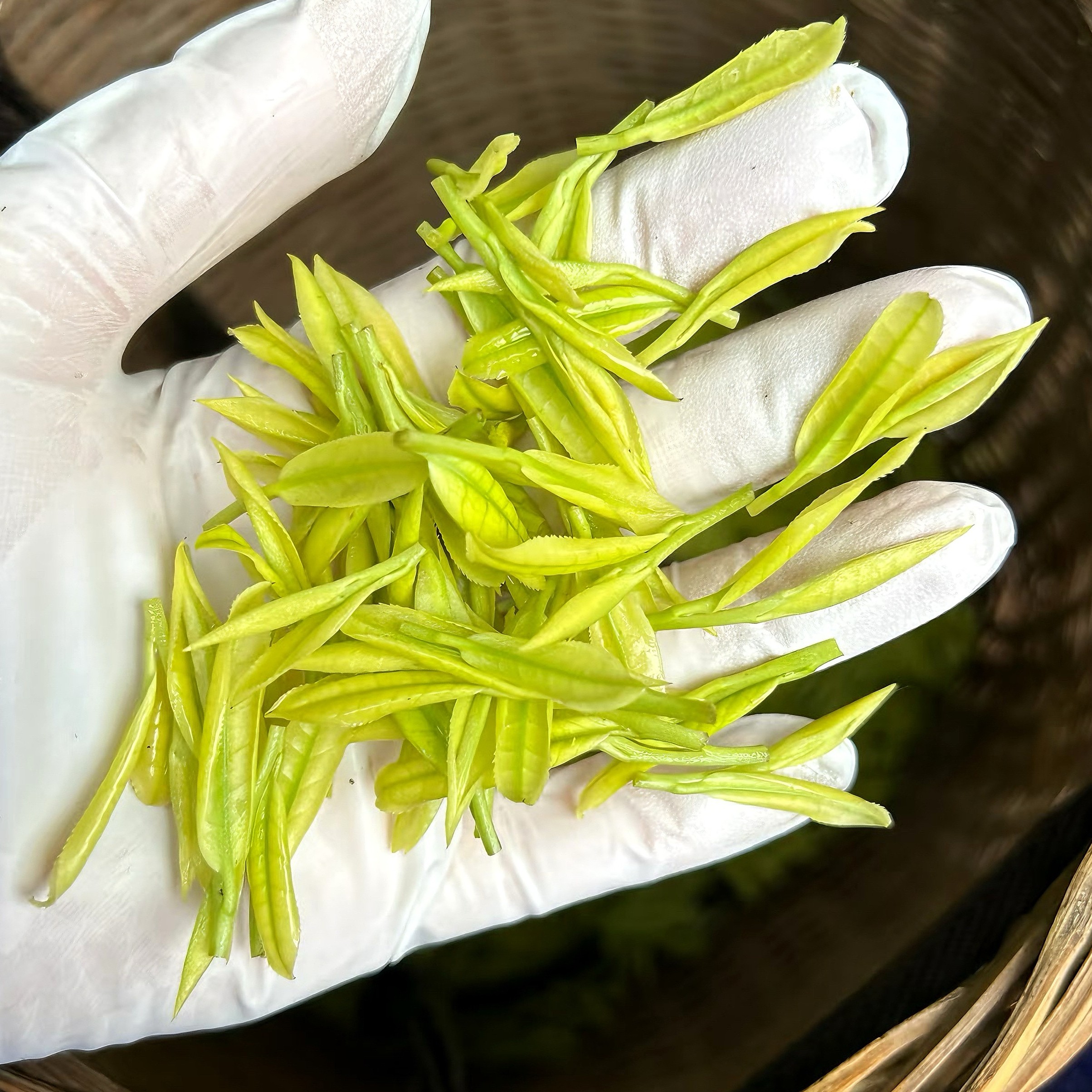 2025明前奶白茶春茶原产地嫩芽绿茶一芽一叶