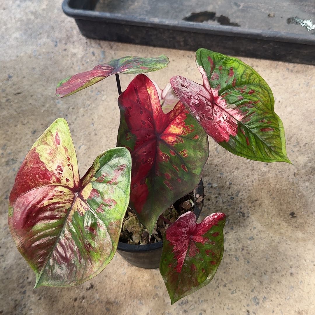 完全开放D081红魔